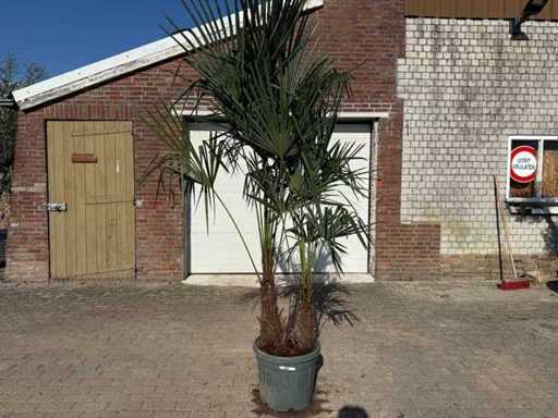 Chinese Fan Palm - Trachycarpus Fortunei - Double trunk - Height approx 250cm