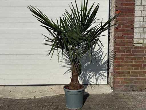 Chinese waaierpalm S - Trachycarpus Fortunei - hoogte ca. 150 cm