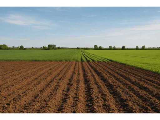 Farmland in Tolovitsa, Vidin region - Bulgaria