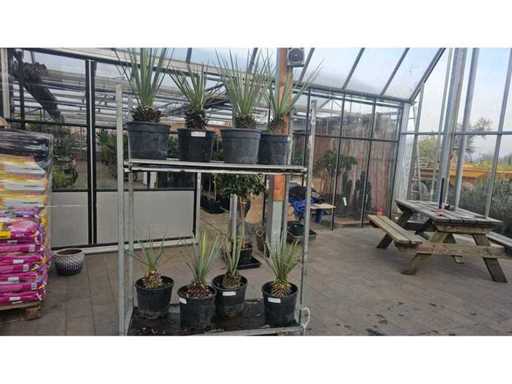 Set de 8 Yucca rostrata - crini de palmier rezistent (aprox. 70 cm)