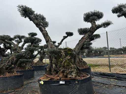 Jubiläums-Olivenbäume – Olea Europea Pom Pom Secolare