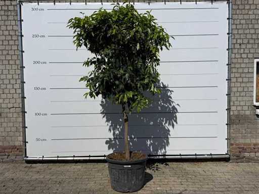 Arancia amara - Agrumi Aurantium - altezza circa 280 cm
