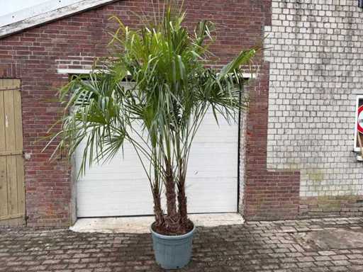 Chinese waaierpalm driedubbele stam - Trachycarpus Fortunei - hoogte ca. 250 cm