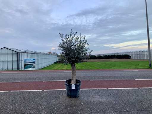 Olijfboom (Olea Europaea Lessini)