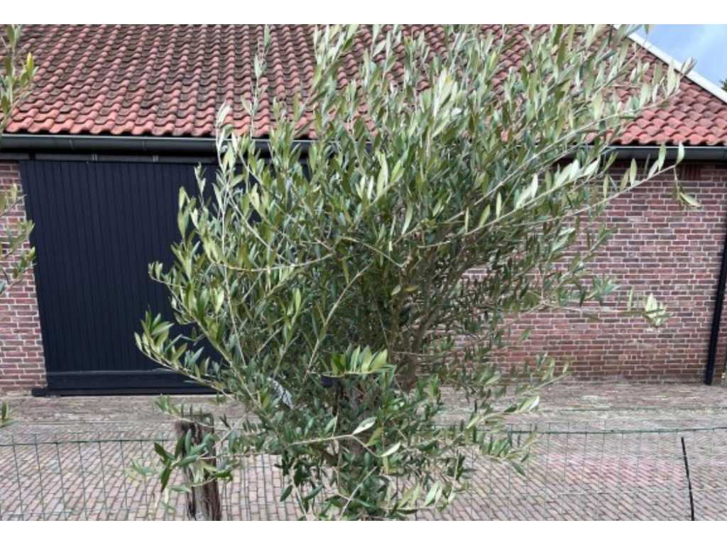 Olivenbaumstammumfang 20/40cm 