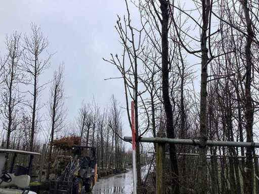 Rowan - Topiary tree