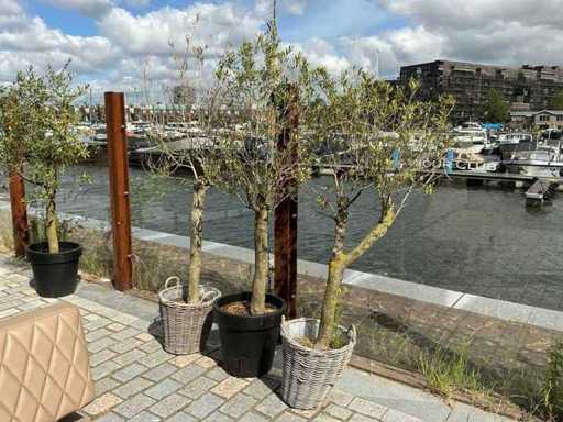 Olea Europaea – Olivenbaum (3x)