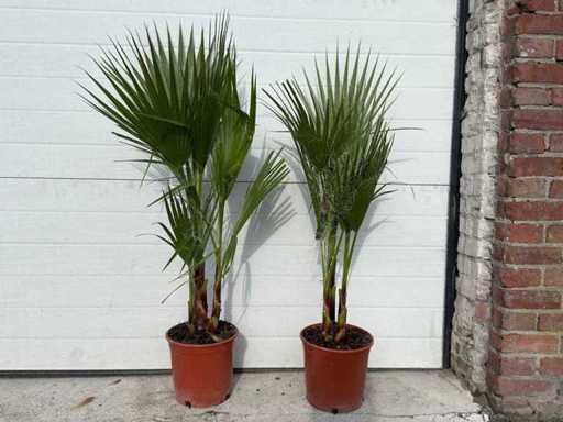 2x palma a ventaglio messicana - Washingtonia Robusta - altezza circa 80 cm