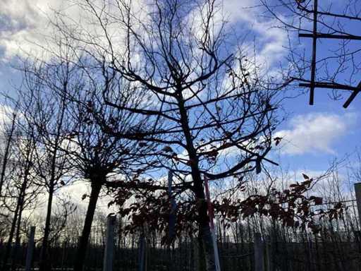 Fagus Sylvatica - Leiboom
