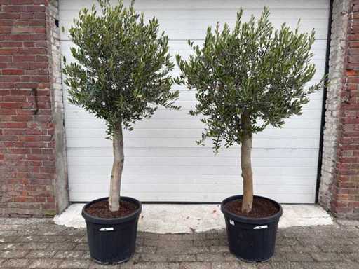 Olive tree Florida - Olea Europaea - Height approx. 170 cm (2X)