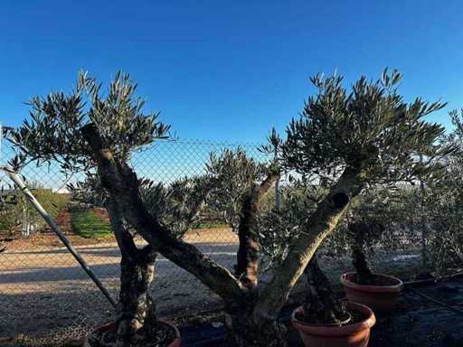 Tarrina Olive Tree