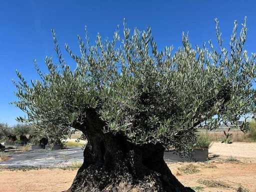 Eeuwenoude olijfboom in mand