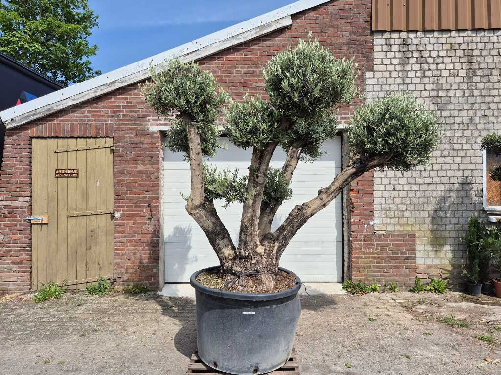Olijfboom Multibol - Olea Europaea - 100 jaar oud - hoogte ca. 300 cm
