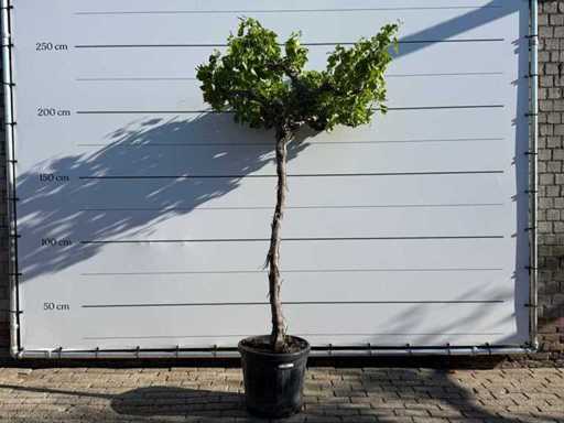 Druivenplant hoogstam - Vitis Vinifera - hoogte ca. 250 cm