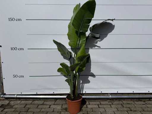 Paradiesvogelblume – Strelitzia Augusta – Garten- und Zimmerpflanze – Höhe ca. 170 cm