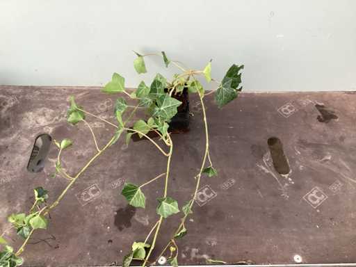 Perennials ivy (100)