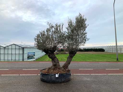 Olijfboom (Olea Europaea Lessini)