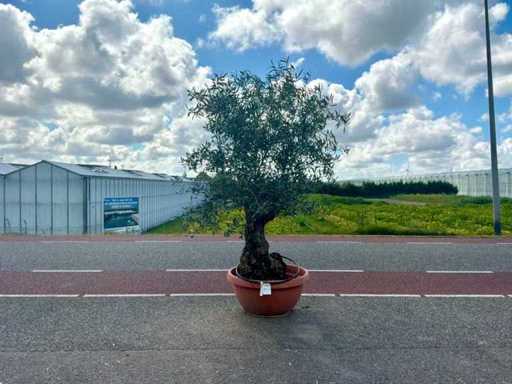 Olijfboom (Olea Europaea Lessini)