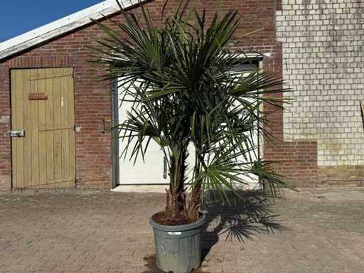 Chinese Fan Palm - Trachycarpus Fortunei - Triple trunk - Height approx 220cm