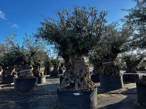 Olive tree in basket Specimen