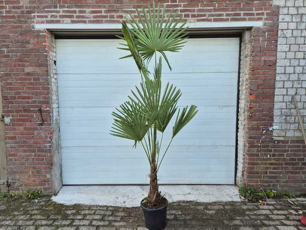 Palmier Éventail de Chine - Trachycarpus Fortunei - Arbre méditerranéen - hauteur env. 200 cm 