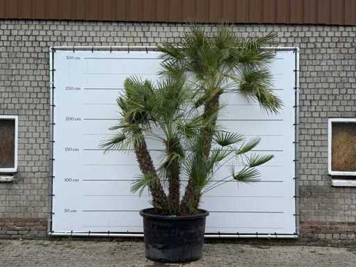 Palmier nain européen à tiges multiples XL - Chamaerops Humilis - hauteur environ 280 cm