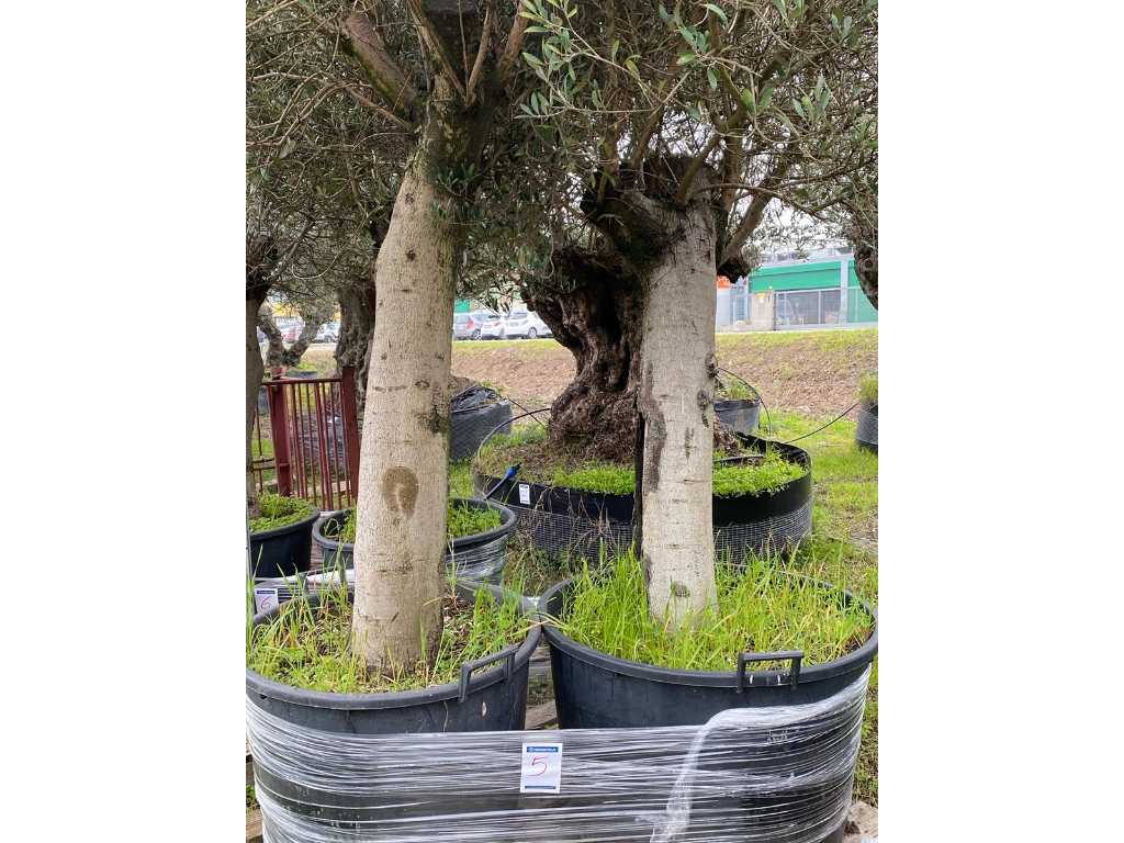 Drzewa oliwne w doniczkach (2x)