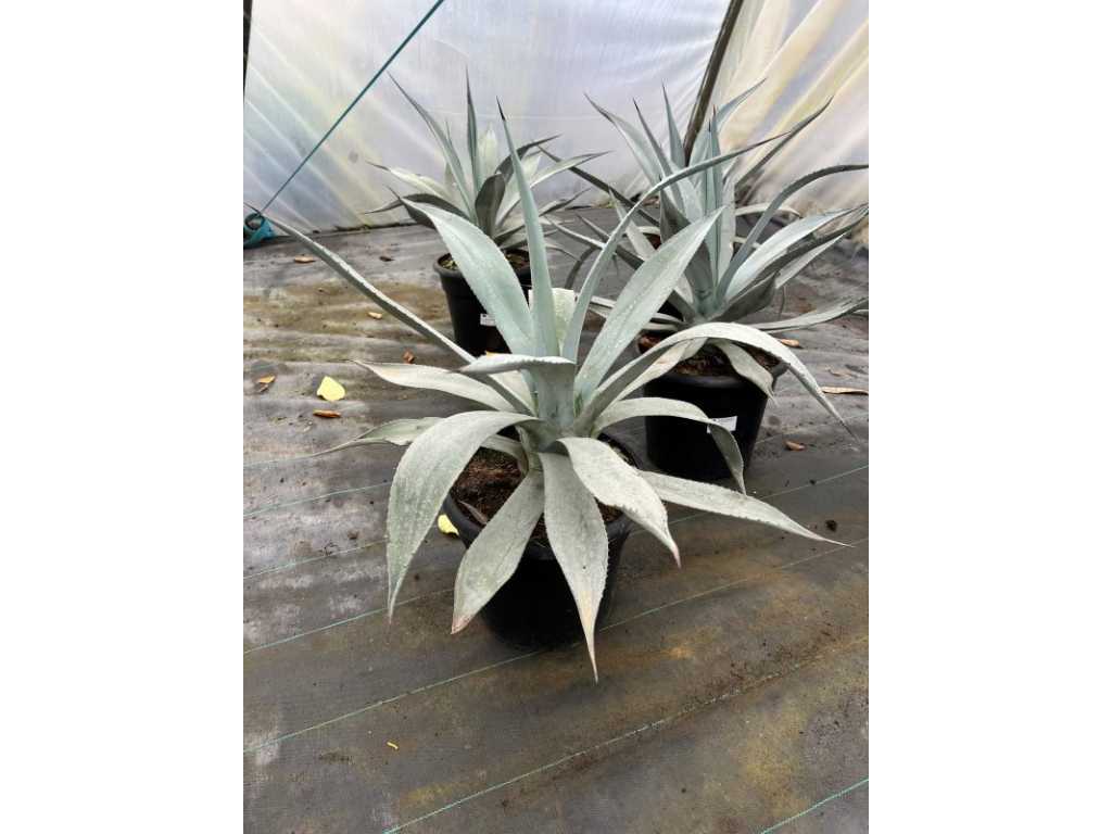 Winter-Agave