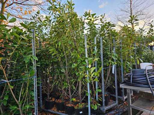 Set of 8 Cherry Laurel - Large Privacy Hedge (250 cm)