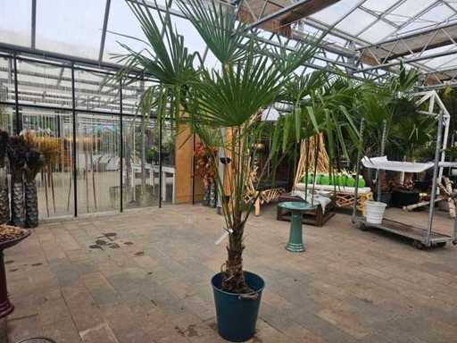 Magnifique palmier chanvre (Trachycarpus fortunei) - Résistant à -18°C