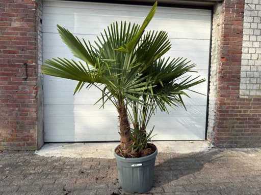 Palma a ventaglio cinese a triplo stelo - Trachycarpus Fortunei - altezza circa 180 cm