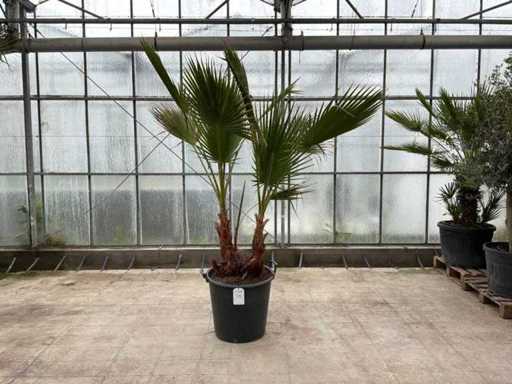 Podwójny pień palmy (Washingtonia Robusta)