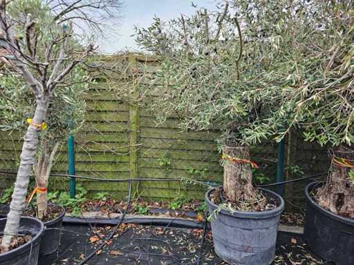 Măslin magnific (100-120 de ani) - Punct culminant mediteranean