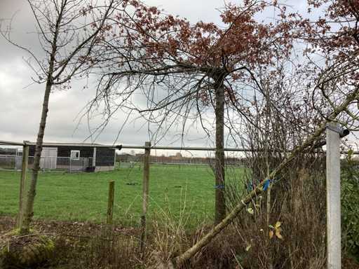 Specii diverse - Copacul acoperișului