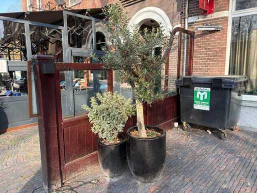 Drzewo oliwne w doniczce (2x) z pasującą Emerald Gaiety w doniczce (2x)