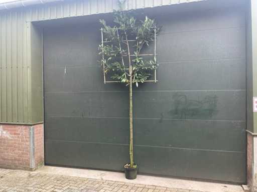 Lei Prunus Lusitanica - Espalier (10x)