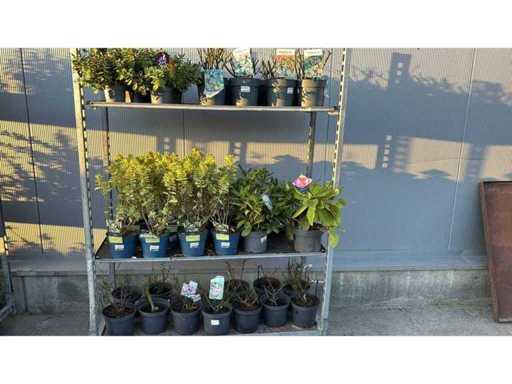 Ornamental shrubs mix Perennial (46x)