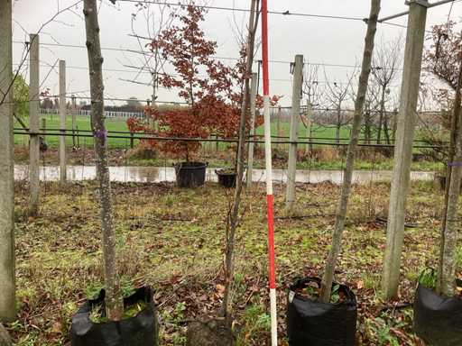 colonar verde - arbore colonar