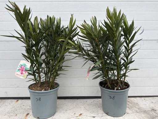 Nerium Oleander PINK - height approx. 70 cm (2X)