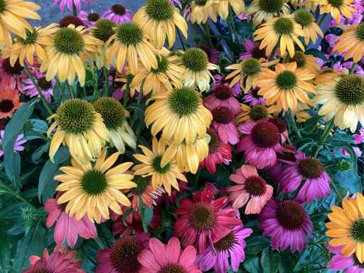 30 Echinacea