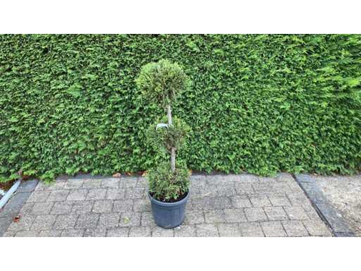 Cypress bonsai trio ball Ornamental tree (2x)