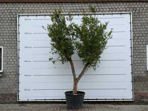 Pomegranate M - Punica Granatum - height approx. 280 cm