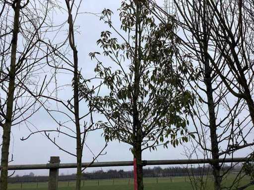 Portuguese Laurel - Evergreen Tree