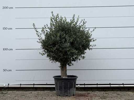 Sfera d'ulivo - Olea Europaea - circa 25 anni - altezza circa 160 cm