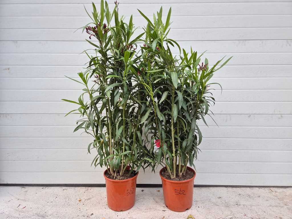 2x Nerium Oleander Rood - hoogte ca. 100 cm
