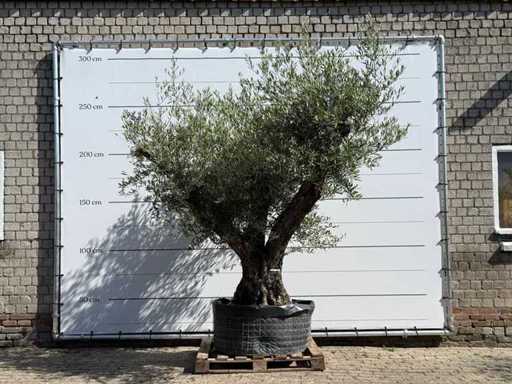 Bonsai ramificat de măslin XL - Olea Europaea - aprox. 120 de ani - înălțime aprox. 280 cm