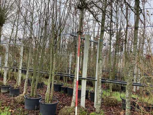 Klon Boles - drzewo cebulkowe