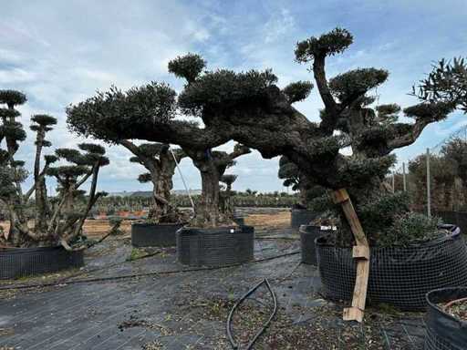 POM POM - Olive tree in exemplary basket
