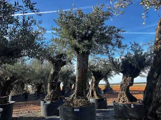 Centuries-old olive tree in basket