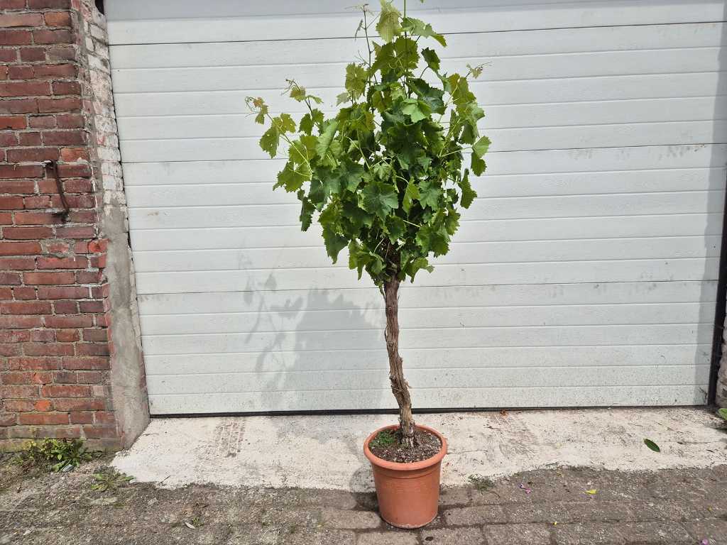 Weinbaum - Vitis Vinifera - Obstbaum - Höhe ca. 150 cm